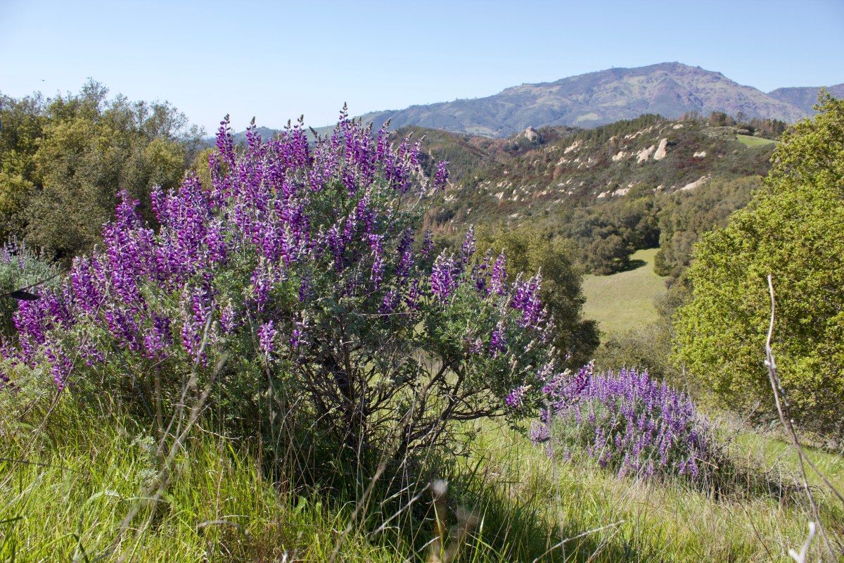 Hiking to Oyster Point in Mount Diablo State&nbsp;Park